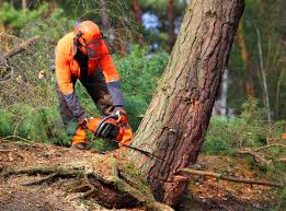 How Our Tree Care Process Works  in Bondurant, IA